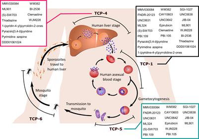 Promising antimalarial hits from phenotypic screens: a review of recently-described multi-stage actives and their modes of action